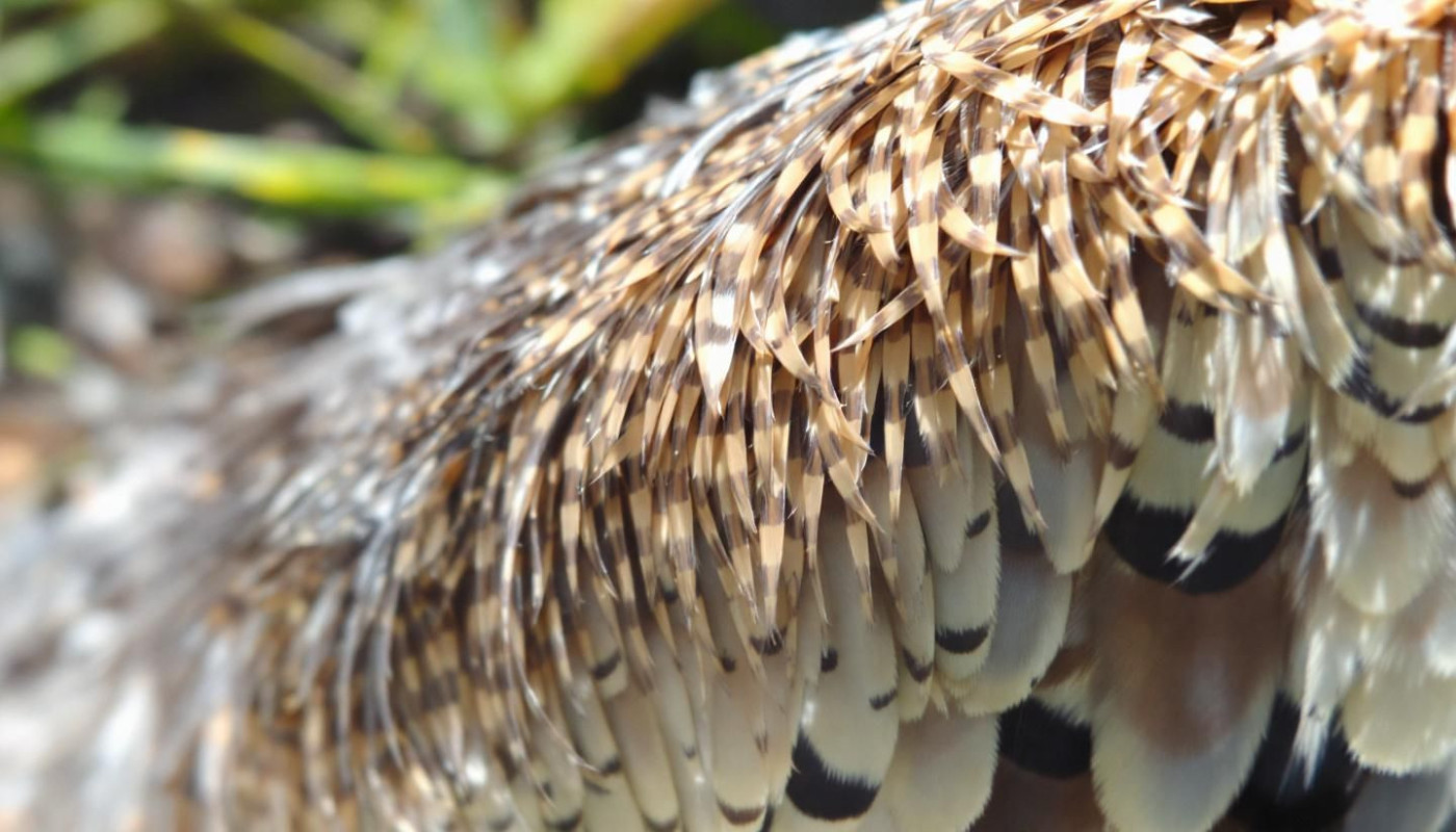 Comment les plumes influencent les croyances et pratiques culturelles ?
